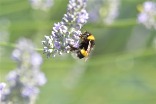 bombo...terrestris ?